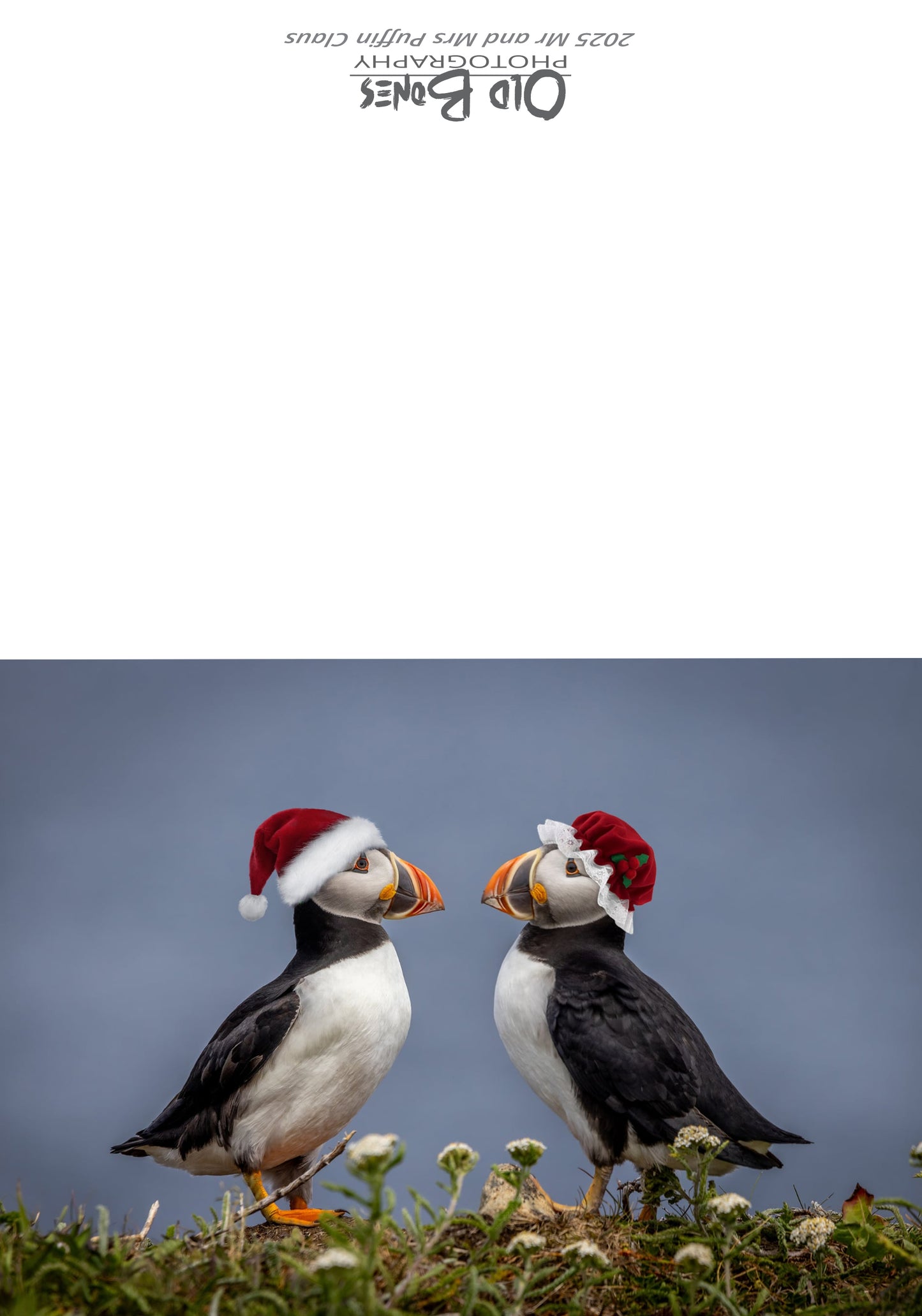 Santa Puffin 2025 - Christmas Card