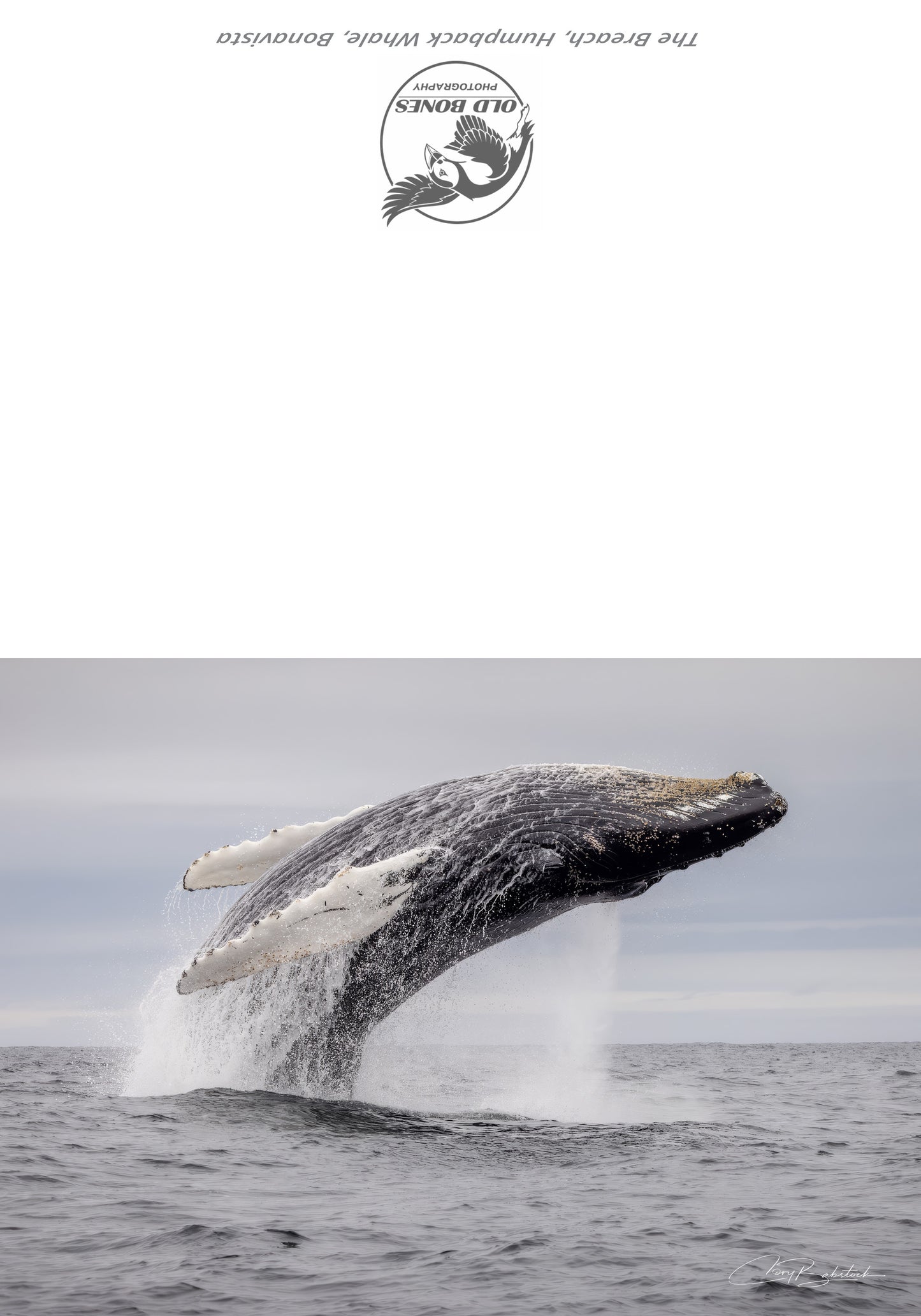 The Breach – Greeting Card (5x7)