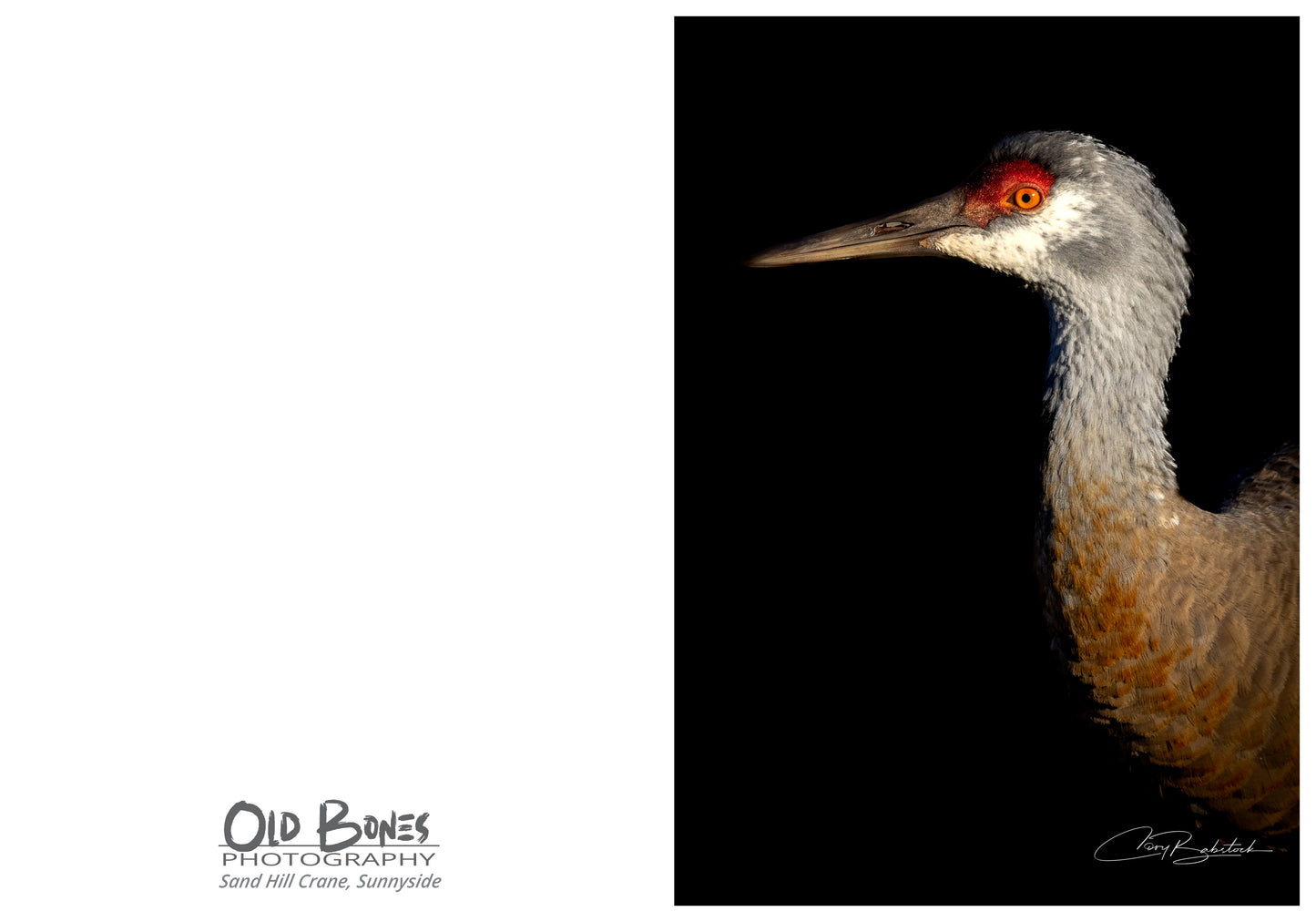 Dramatic Sandhill Crane Portrait – Bird Greeting Card (5x7)