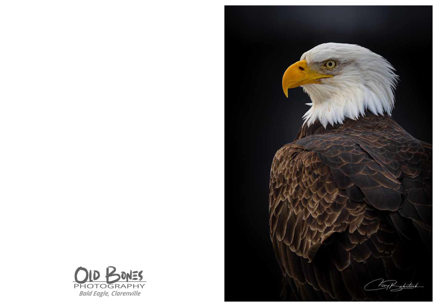 Dramatic Eagle Portrait – Bird Greeting Card (5x7)