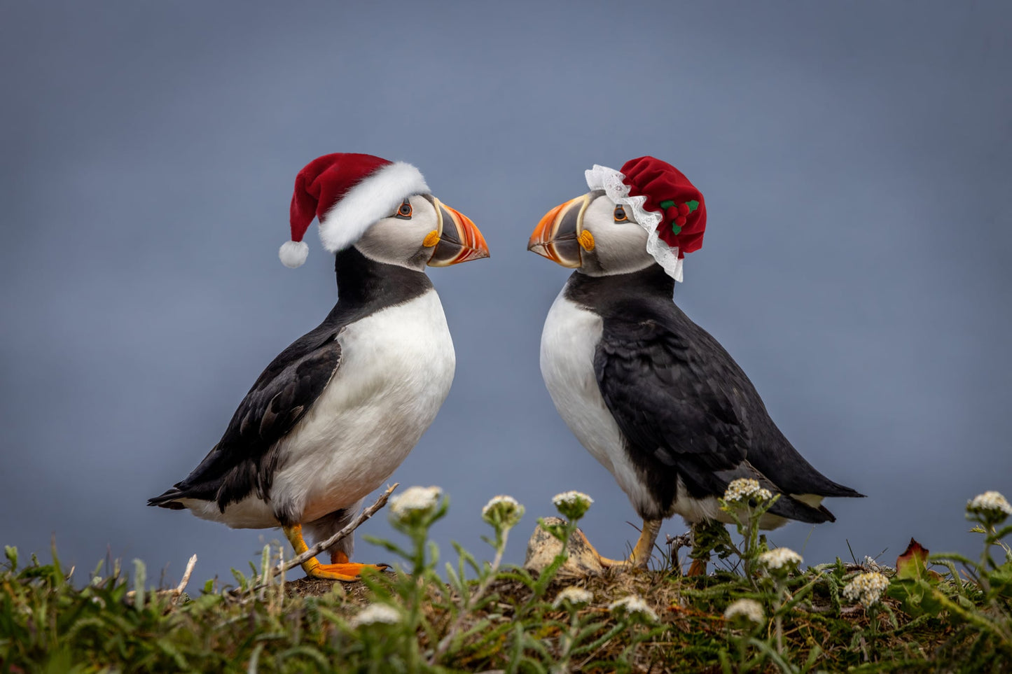 Santa Puffin 2025 - Christmas Card