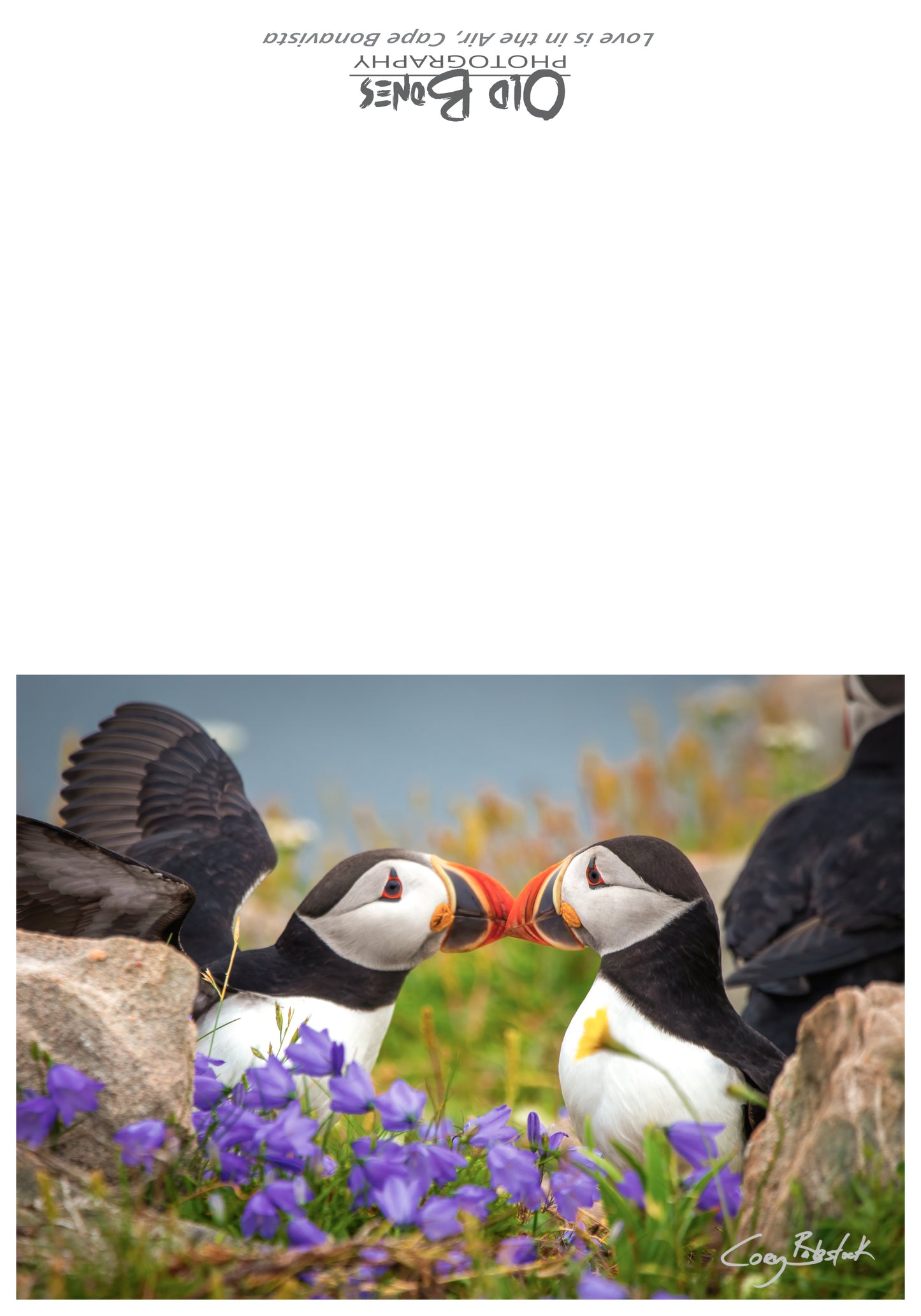 Love is in the Air - Greeting Card