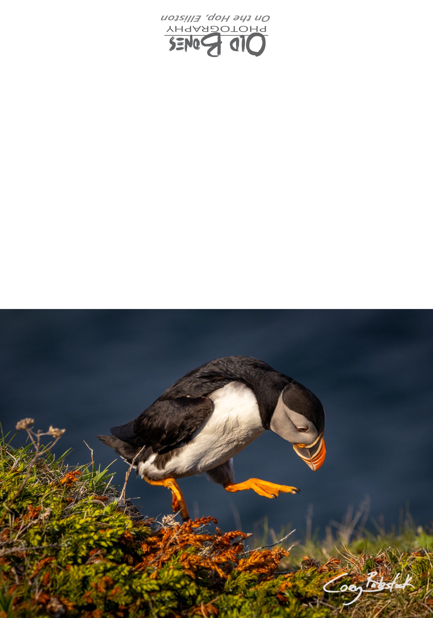 On the Hop! - Greeting Card