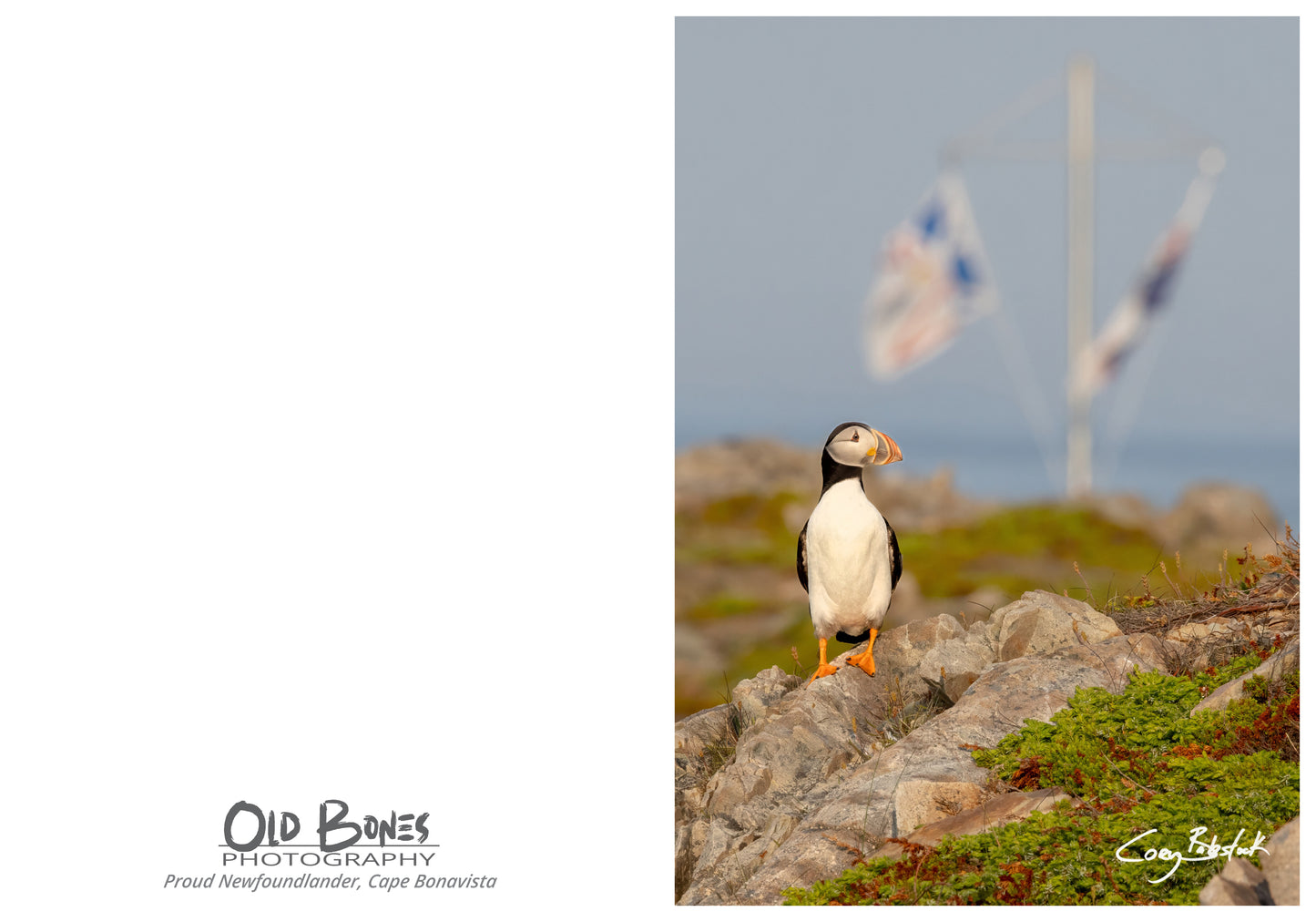 Proud Newfoundlander! - Greeting Card