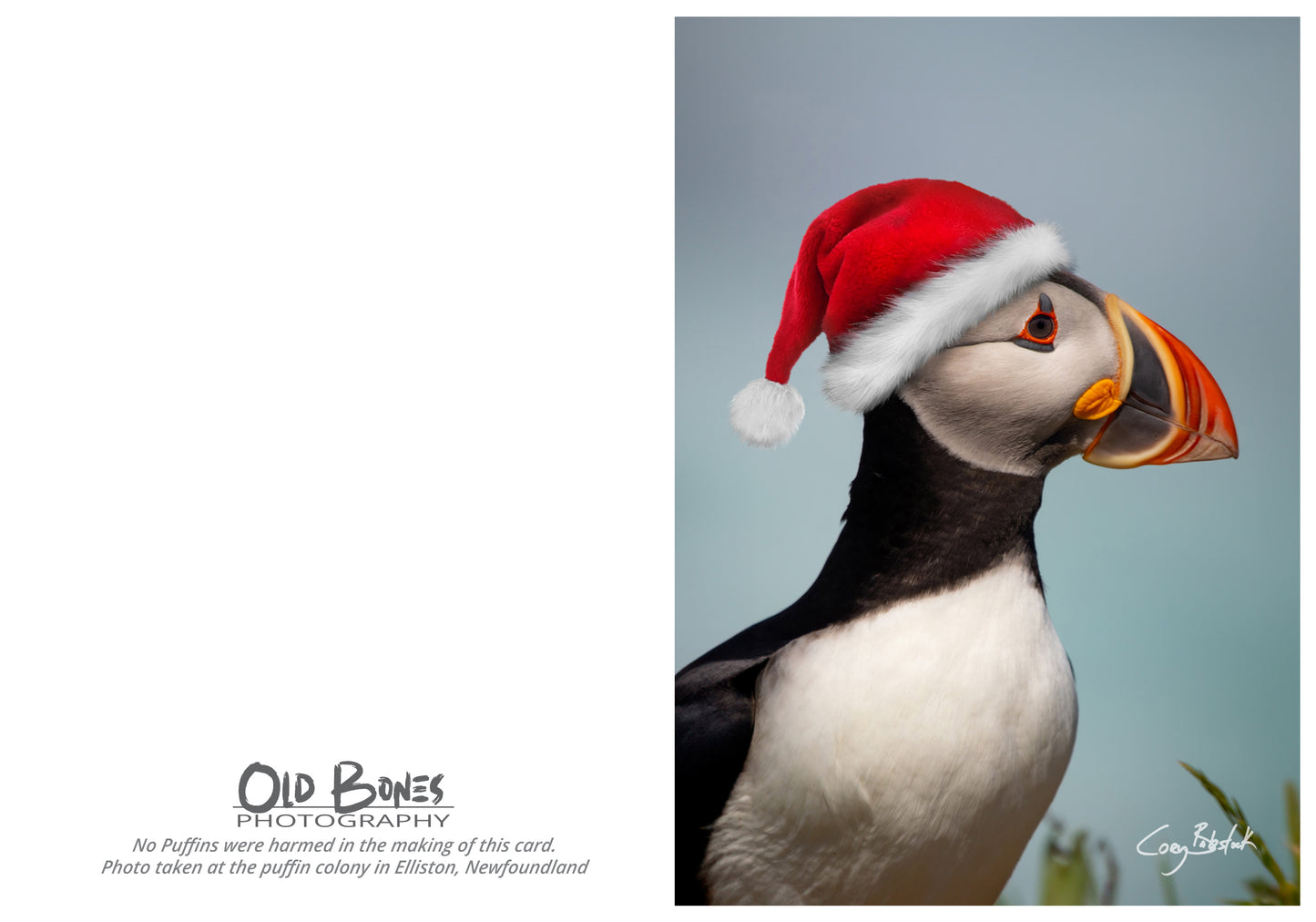 Santa Puffin 2023 - Christmas Card