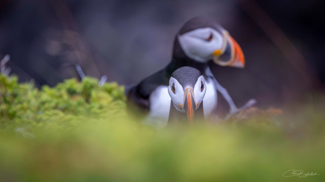 Behind the Shot - Amongst the Puffins