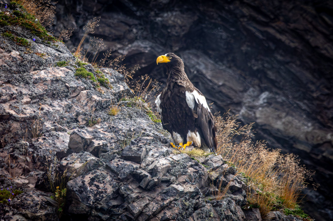Steller’s Sea Eagle perched with bald eagles in Newfoundland”