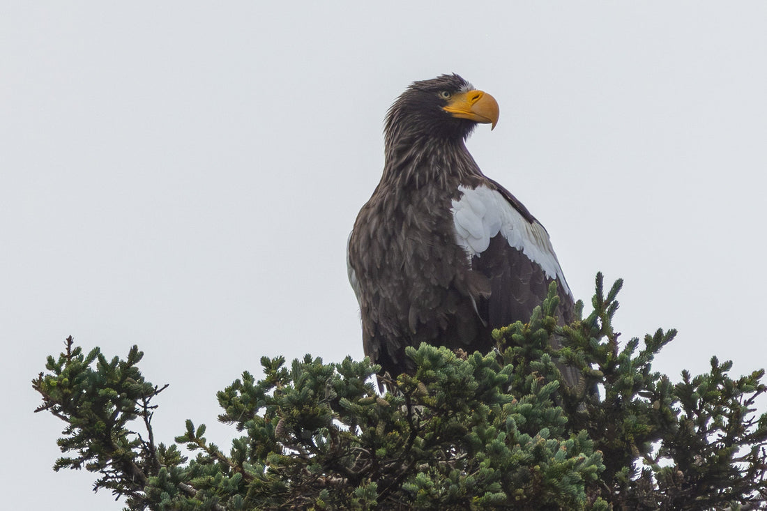 Behind the Shot: For the Birds