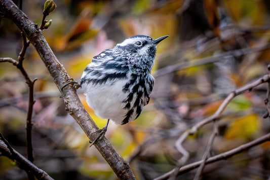 Behind the Shot - The Reluctant Birder