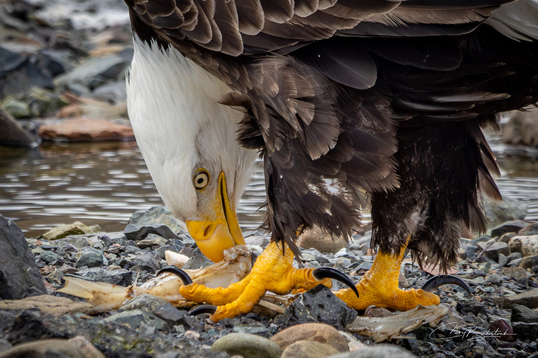 Behind the Shot: Bald Eagle on the Causeway