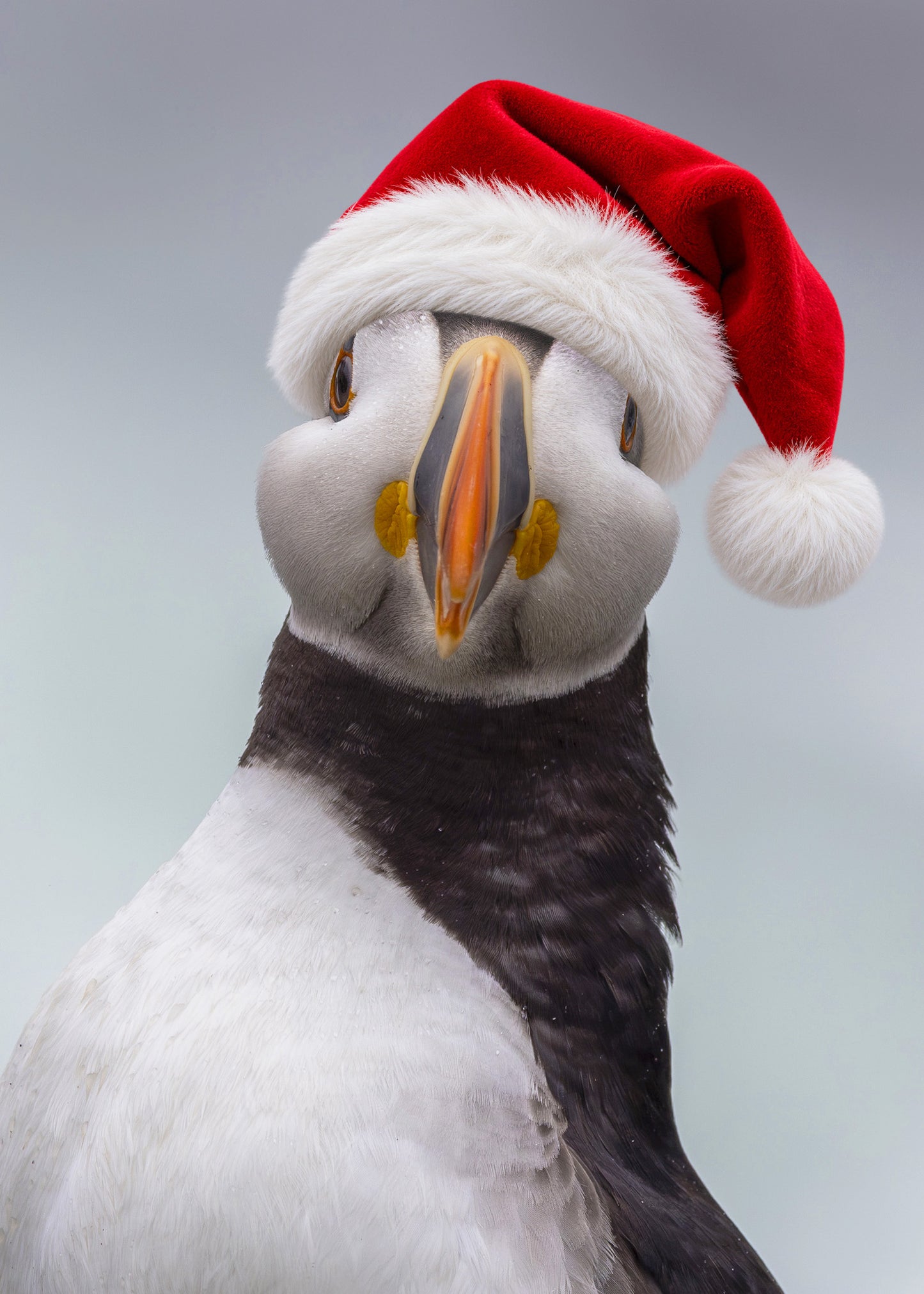Santa Puffin 2026 - Christmas Card (5x7)