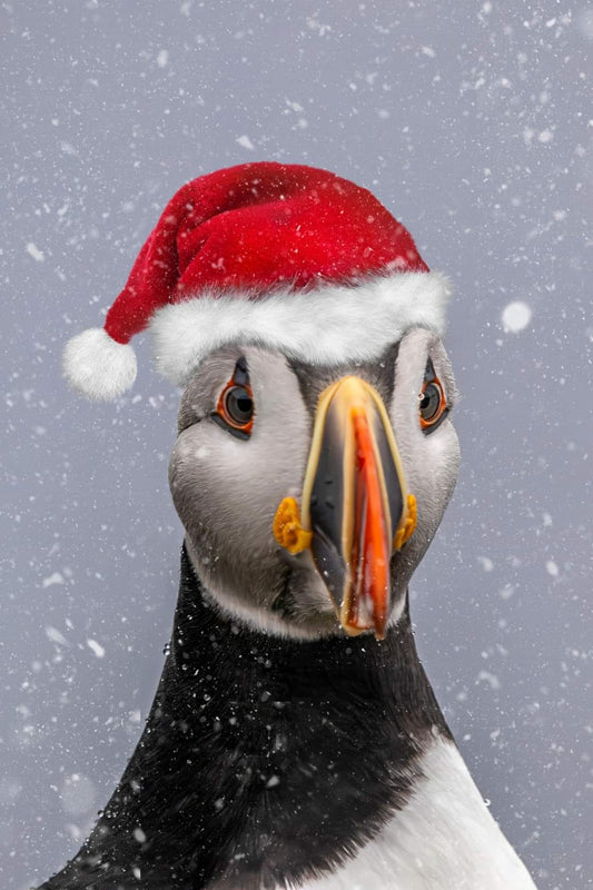 Santa Puffin 2024 - Christmas Card