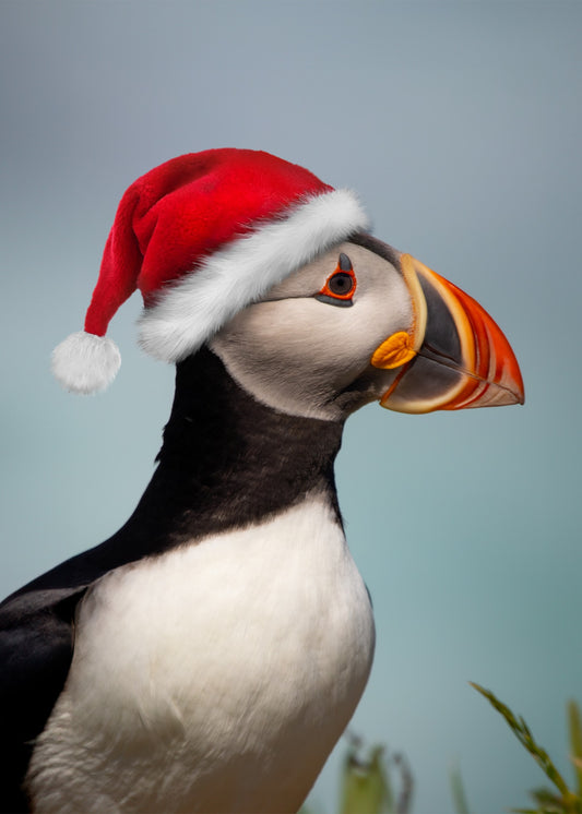Santa Puffin 2023 - Christmas Card