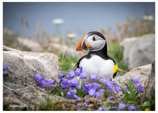 Atlantic Puffin – Elliston, Newfoundland