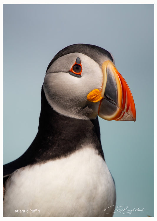 Atlantic Puffin Portrait – Elliston
