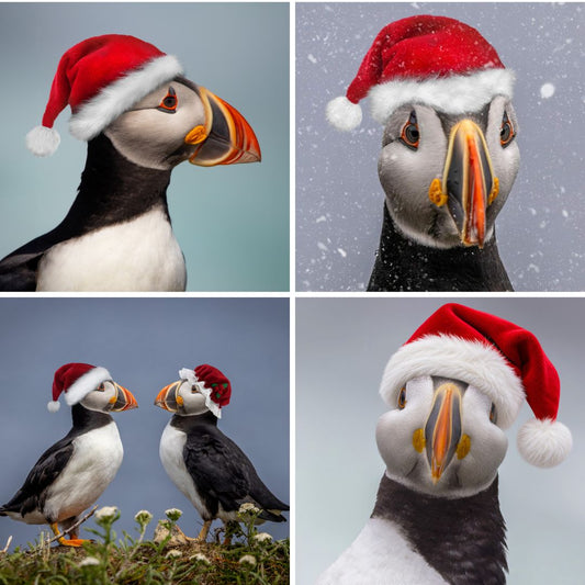 Santa Puffin Collection