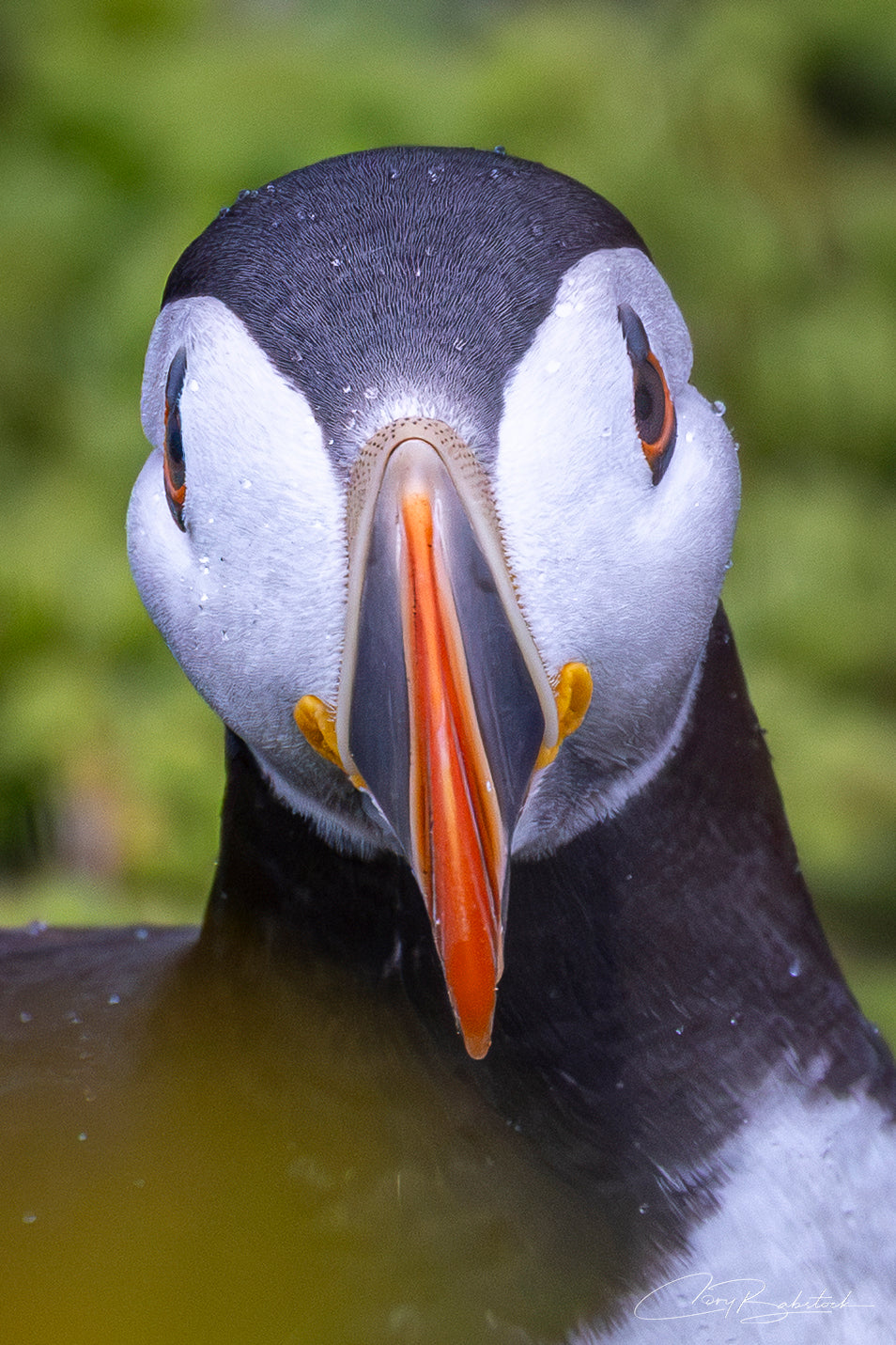 Up Close – Greeting Card (5x7)
