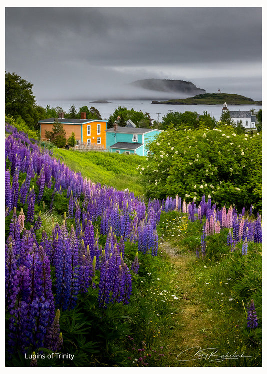 Lupins of Trinity – Newfoundland
