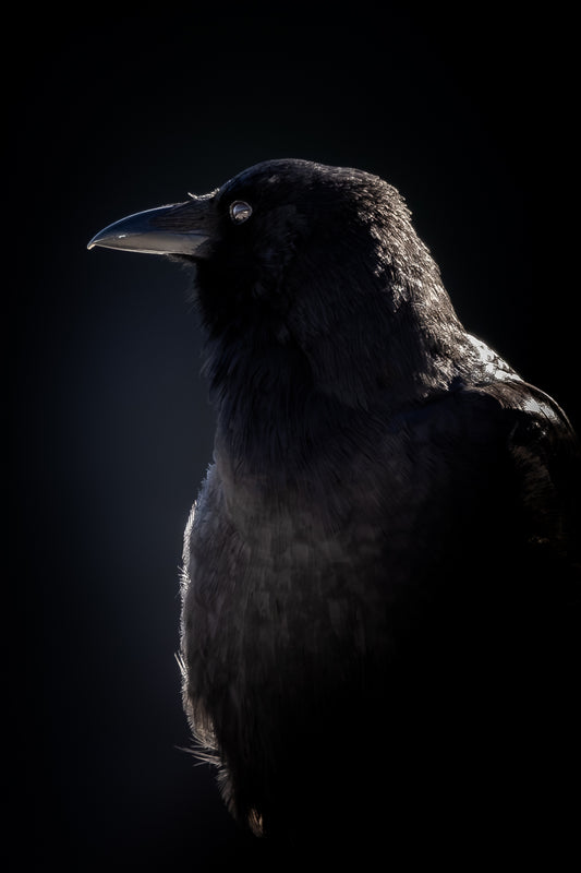 Dramatic Crow Portrait – Bird Greeting Card (5x7)