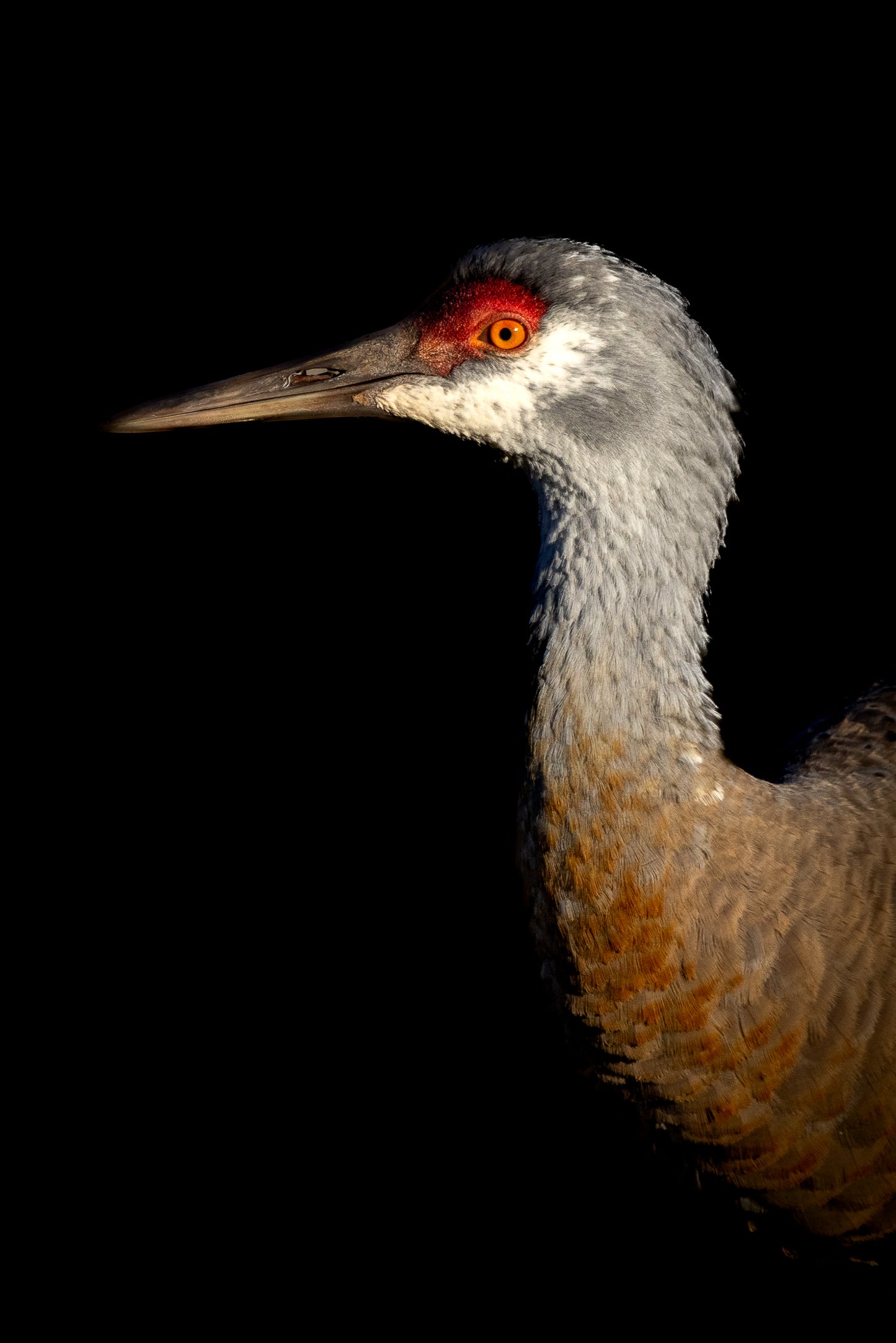 Dramatic Sandhill Crane Portrait – Bird Greeting Card (5x7)