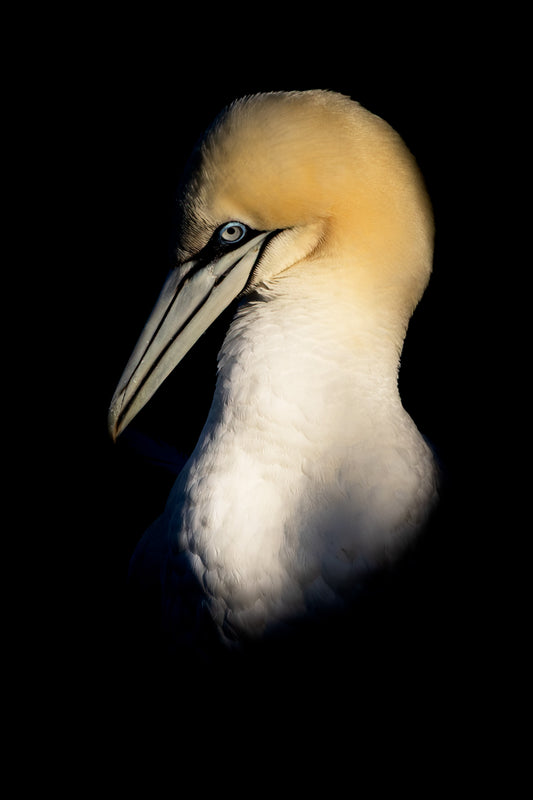 Dramatic Northern Gannet Portrait – Bird Greeting Card (5x7)