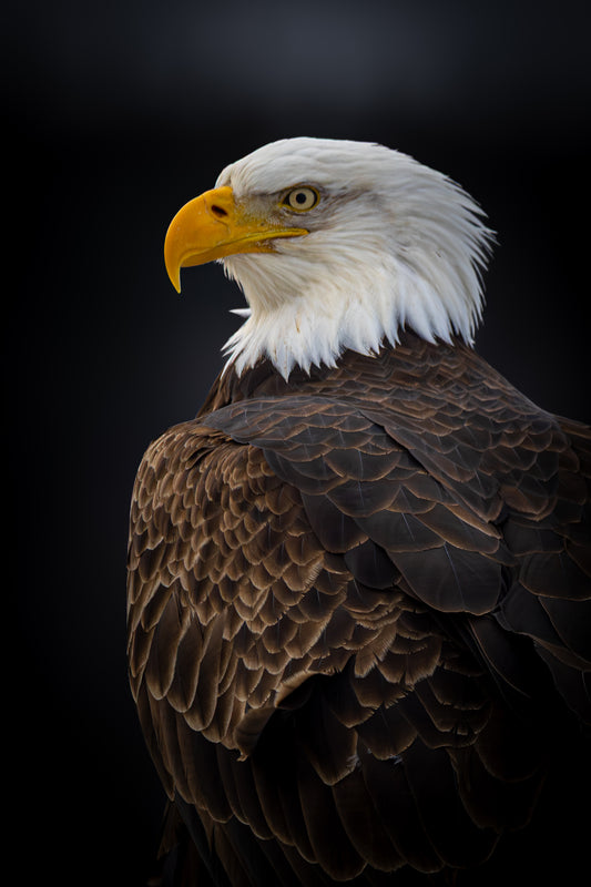 Dramatic Eagle Portrait – Bird Greeting Card (5x7)