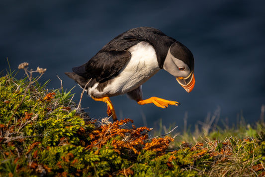On the Hop! - Greeting Card