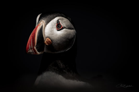 Dramatic Puffin Portrait – Bird Greeting Card (5x7)