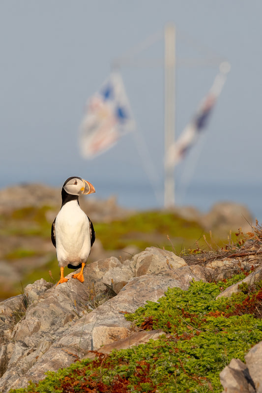 Proud Newfoundlander! -  Greeting Card