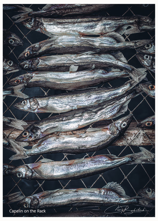 Capelin on the Rack – Newfoundland