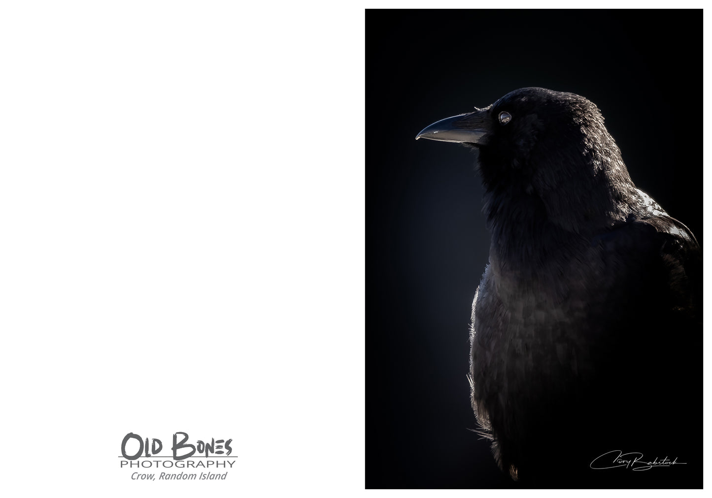 Dramatic Crow Portrait – Bird Greeting Card (5x7)