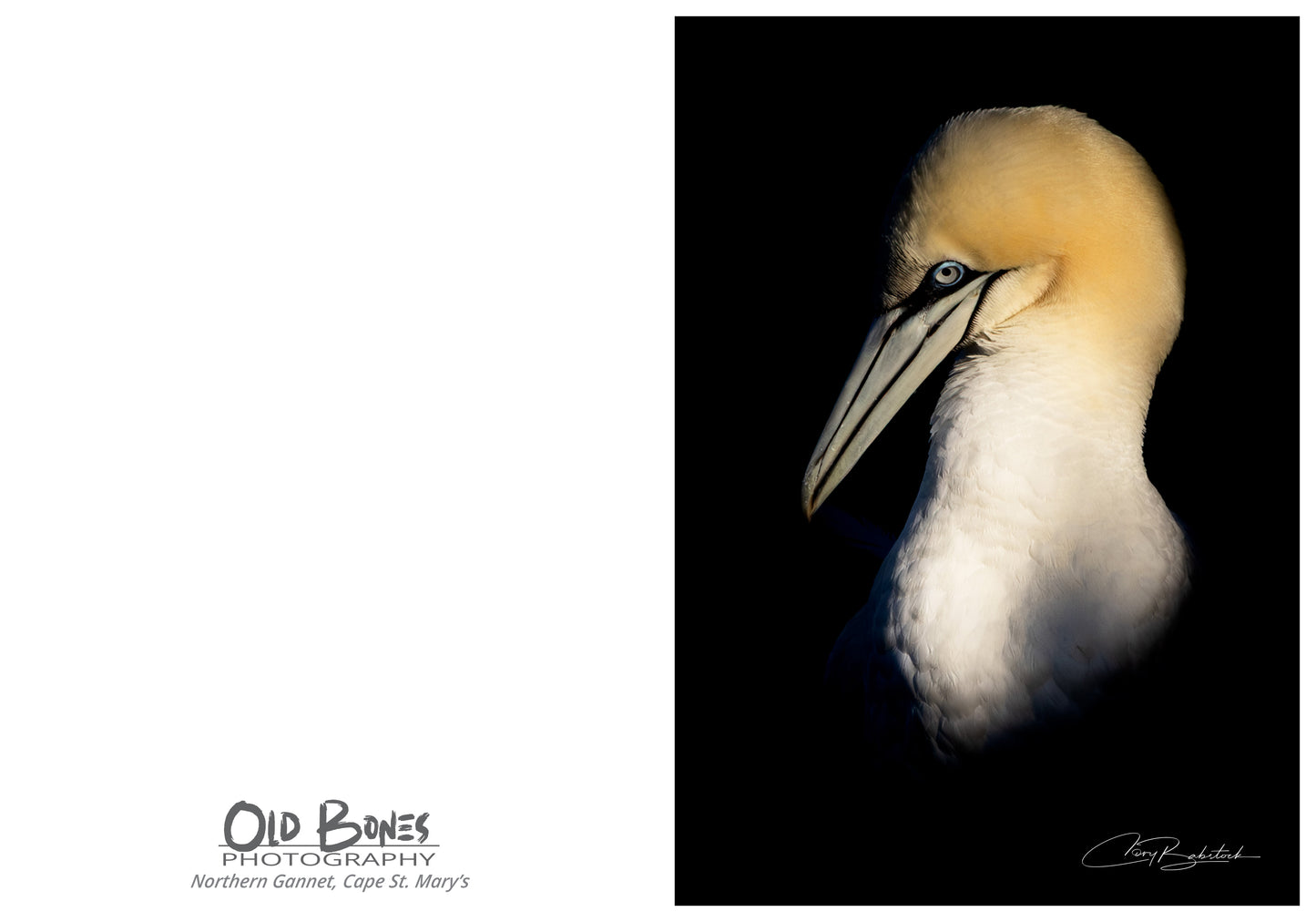 Dramatic Northern Gannet Portrait – Bird Greeting Card (5x7)