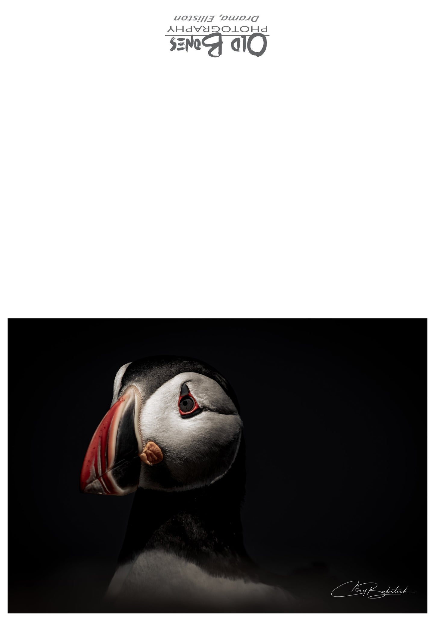 Dramatic Puffin Portrait – Bird Greeting Card (5x7)