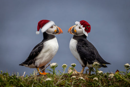 Santa Puffin 2025 - Christmas Card