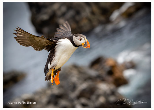 Atlantic Puffin in Flight – Elliston, Newfoundland
