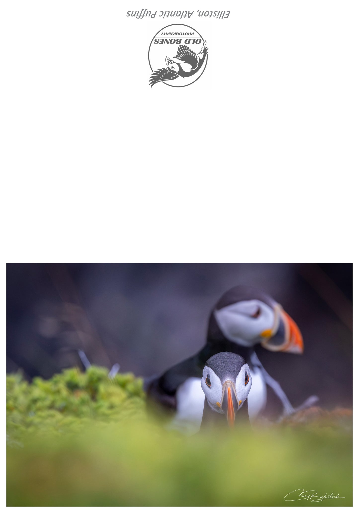 Puffin Peek – Greeting Card (5x7)