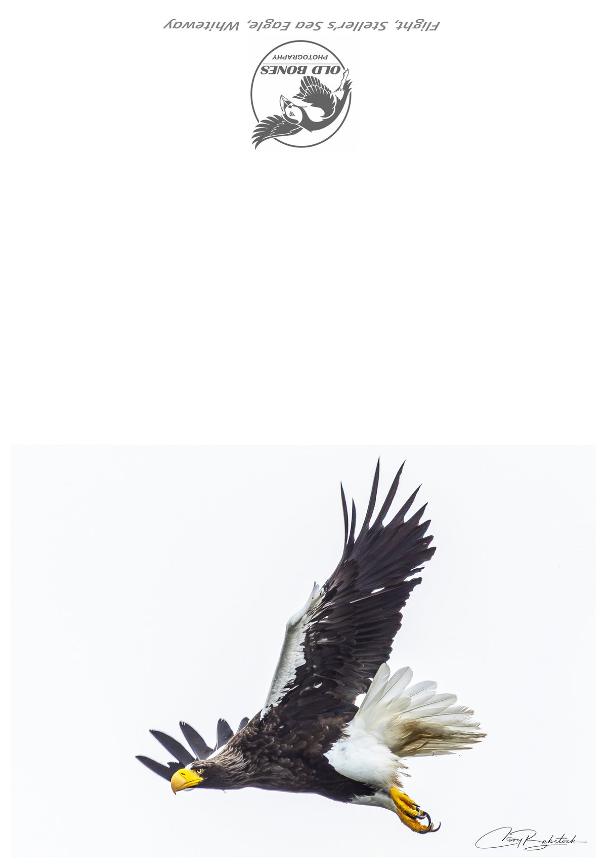 Flight – Greeting Card (5x7)